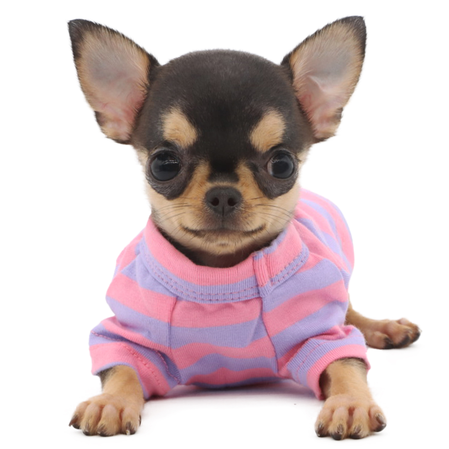 Lophipets striped T-shirt/purple Pink /XXS