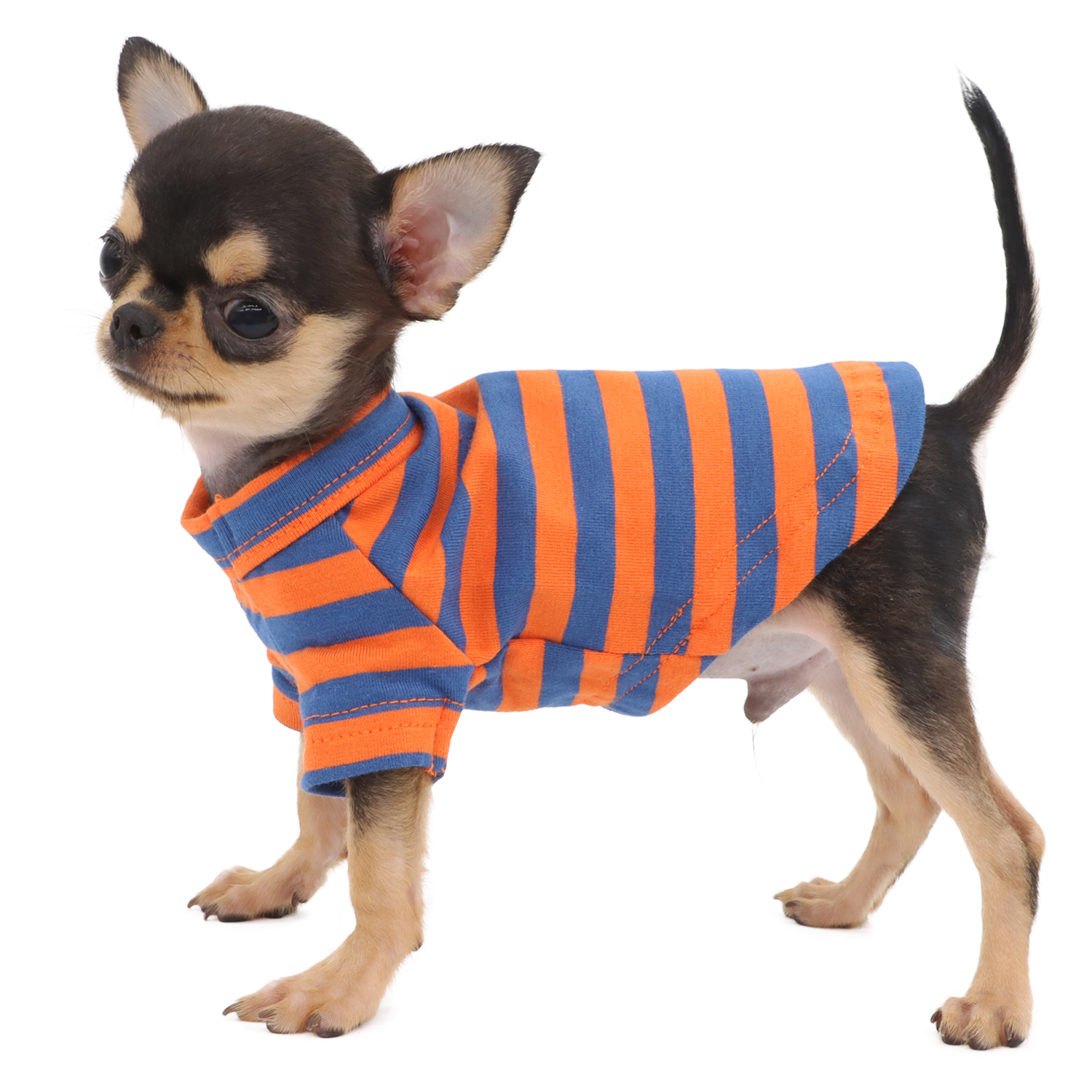 Lophipets Striped T-shirt/Blue Orange /XXS