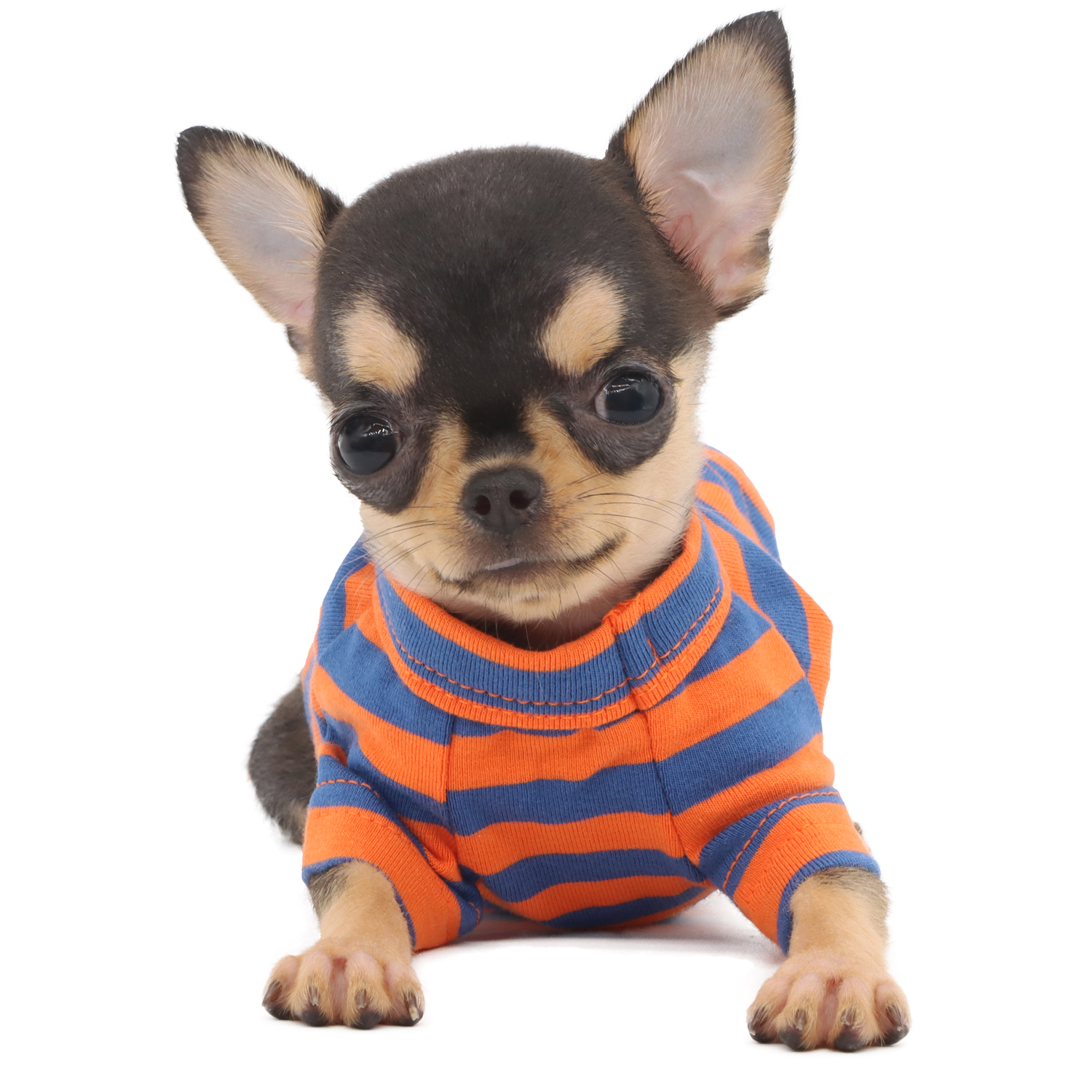 Lophipets Striped T-shirt/Blue Orange /XXS