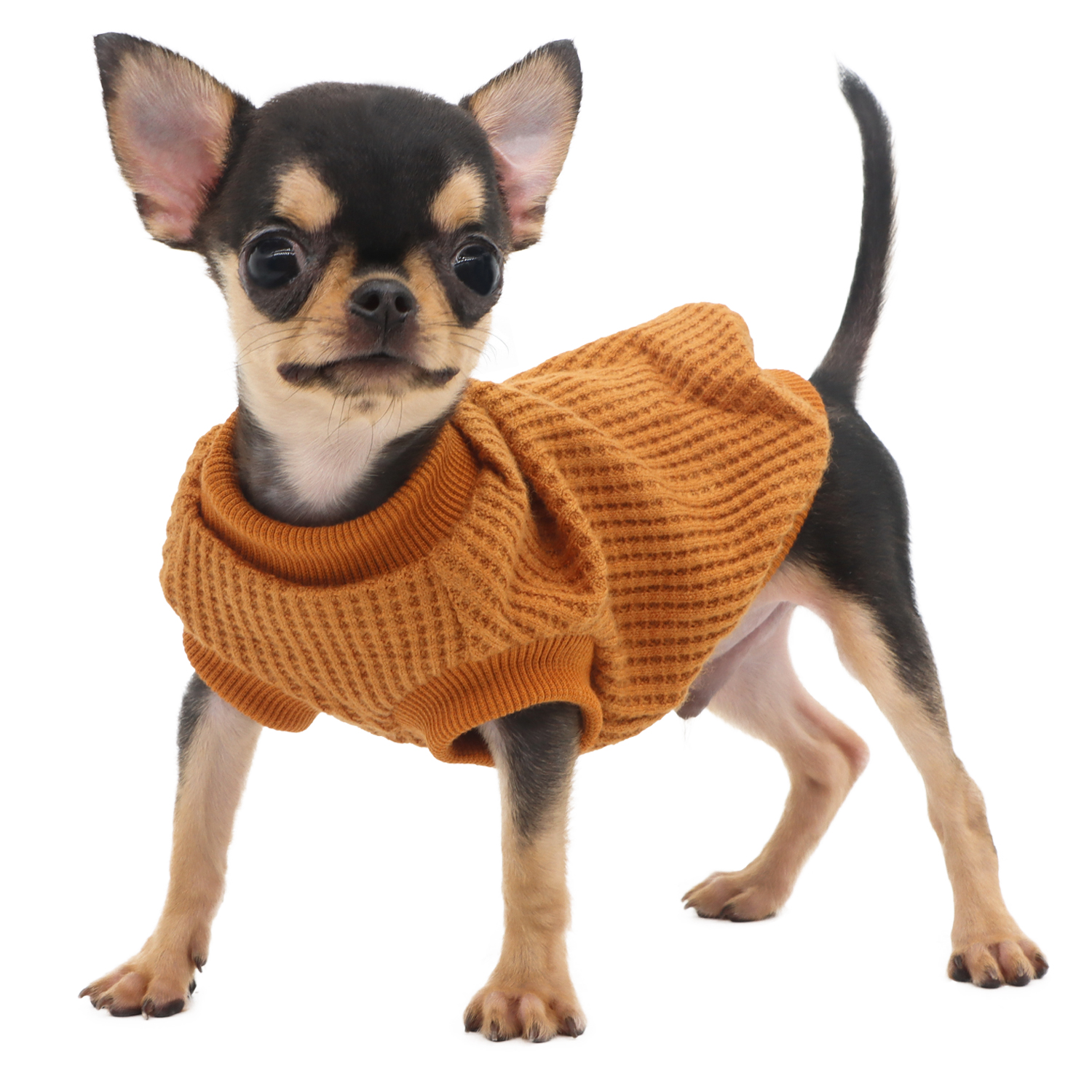 Lophipets sweater/yellow/xxs