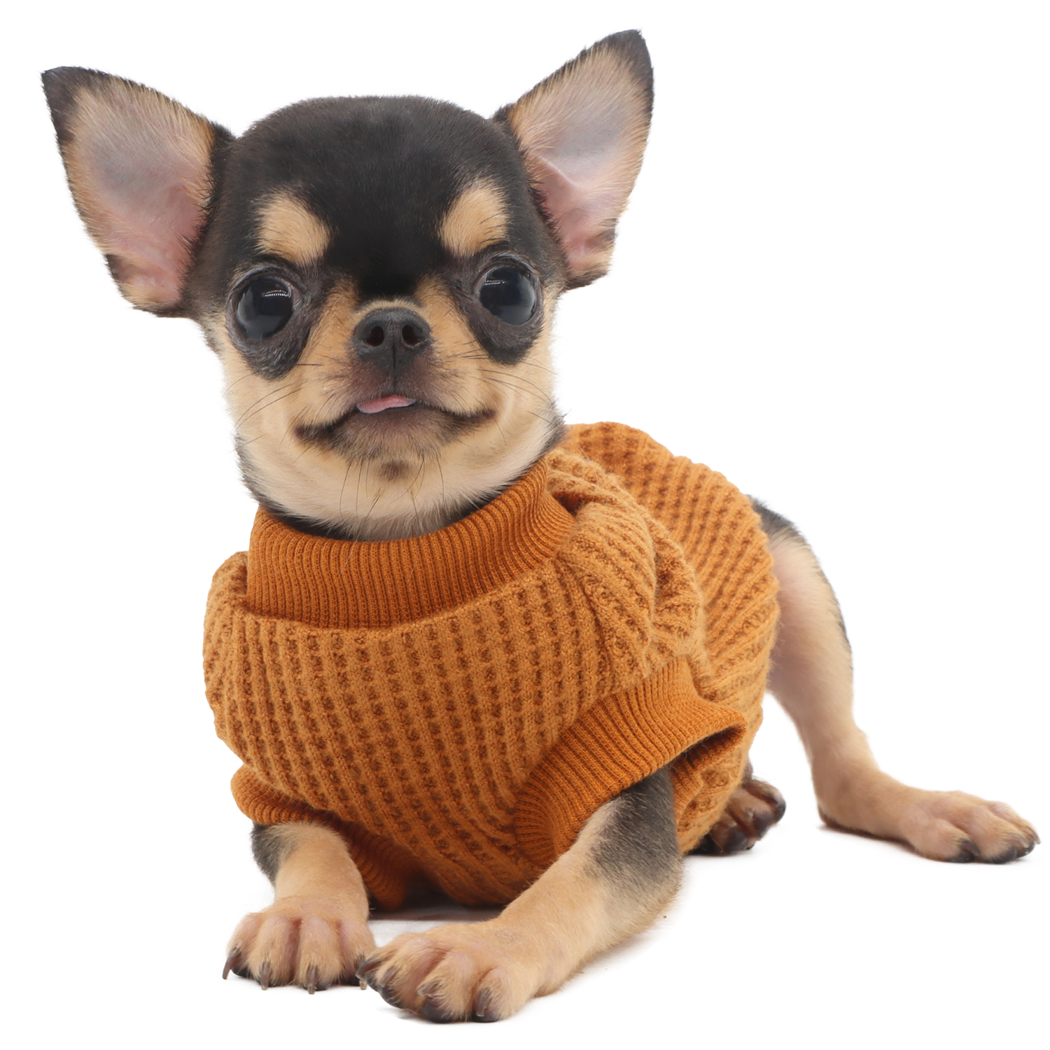 Lophipets sweater/yellow/xxs