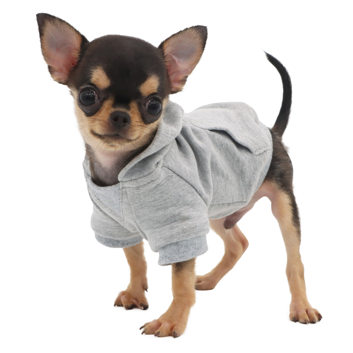 Lophipets new sweatshirt/ gray/xxs